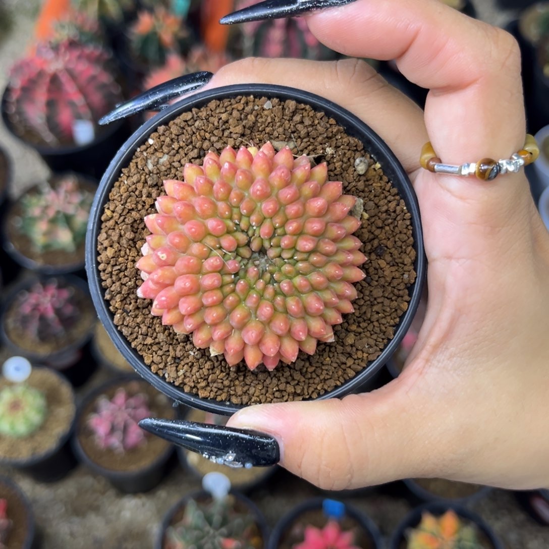 貘缀 实生 带盆土发货