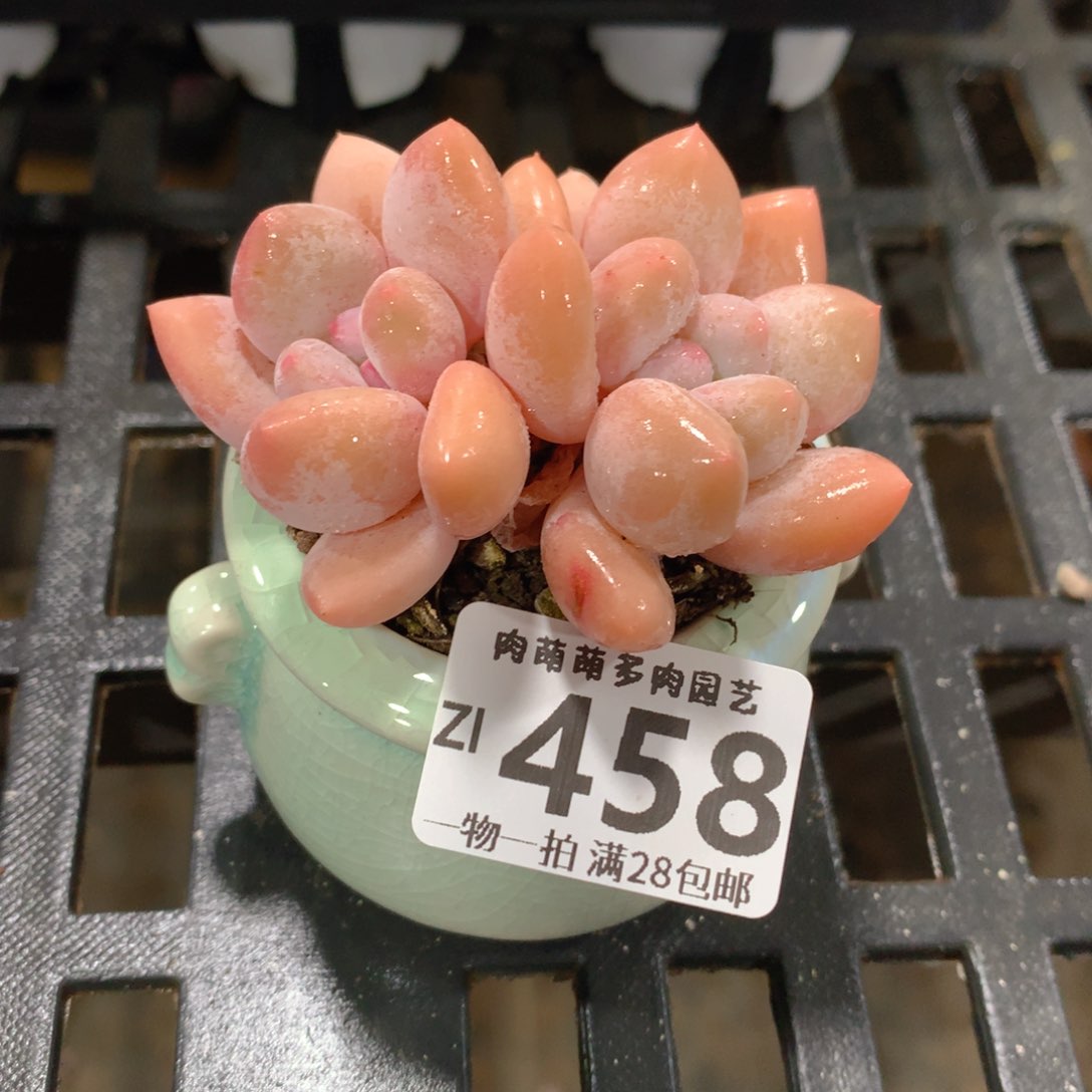 肉萌萌拇指盆精控多肉ZI458