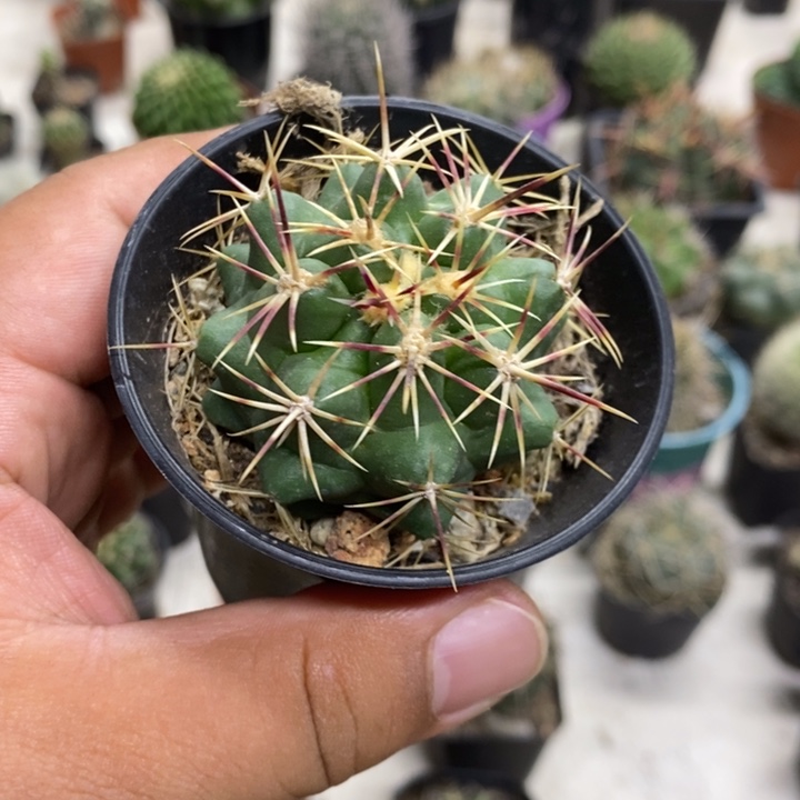 实生大红鹰特价福利