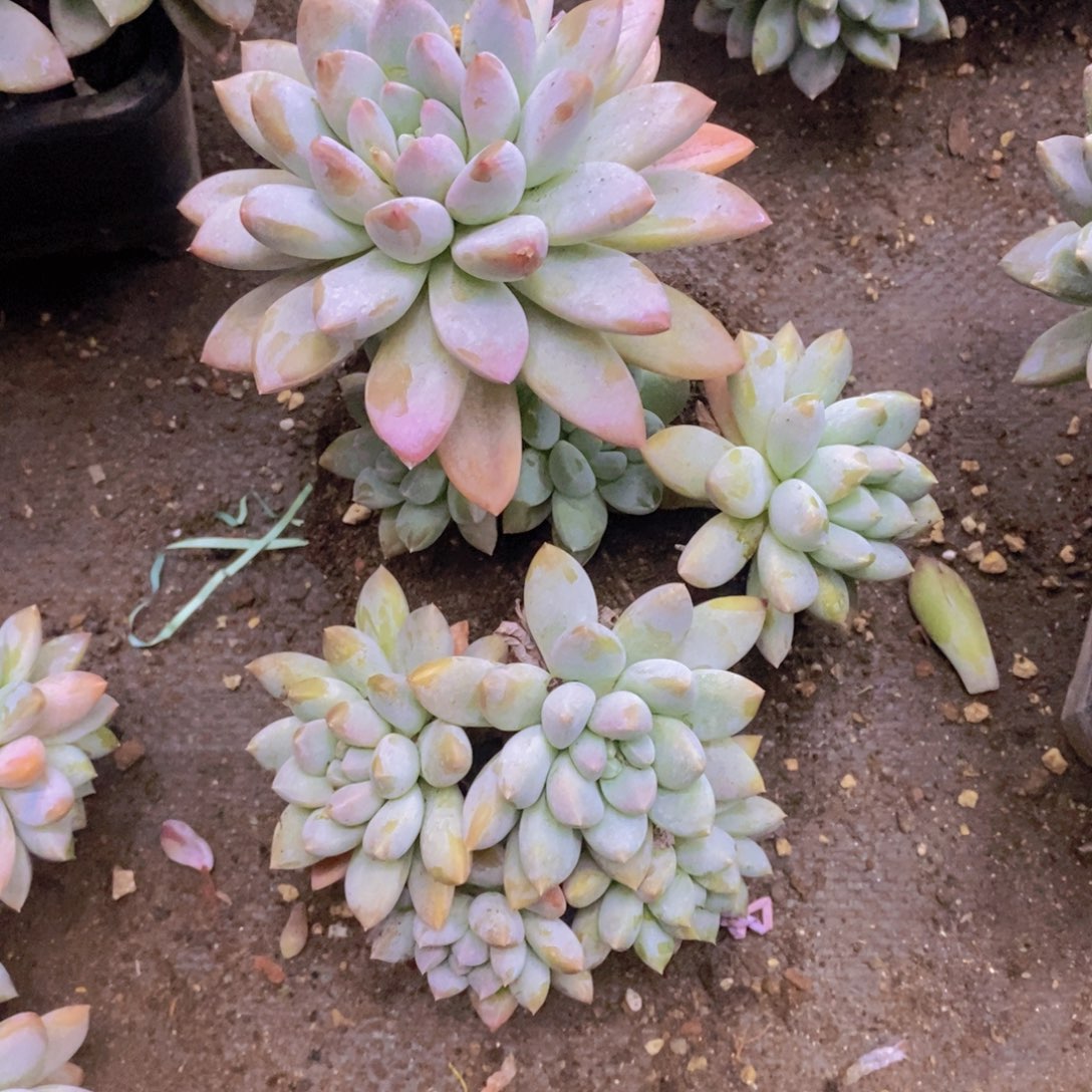 多肉植物植物植物植物