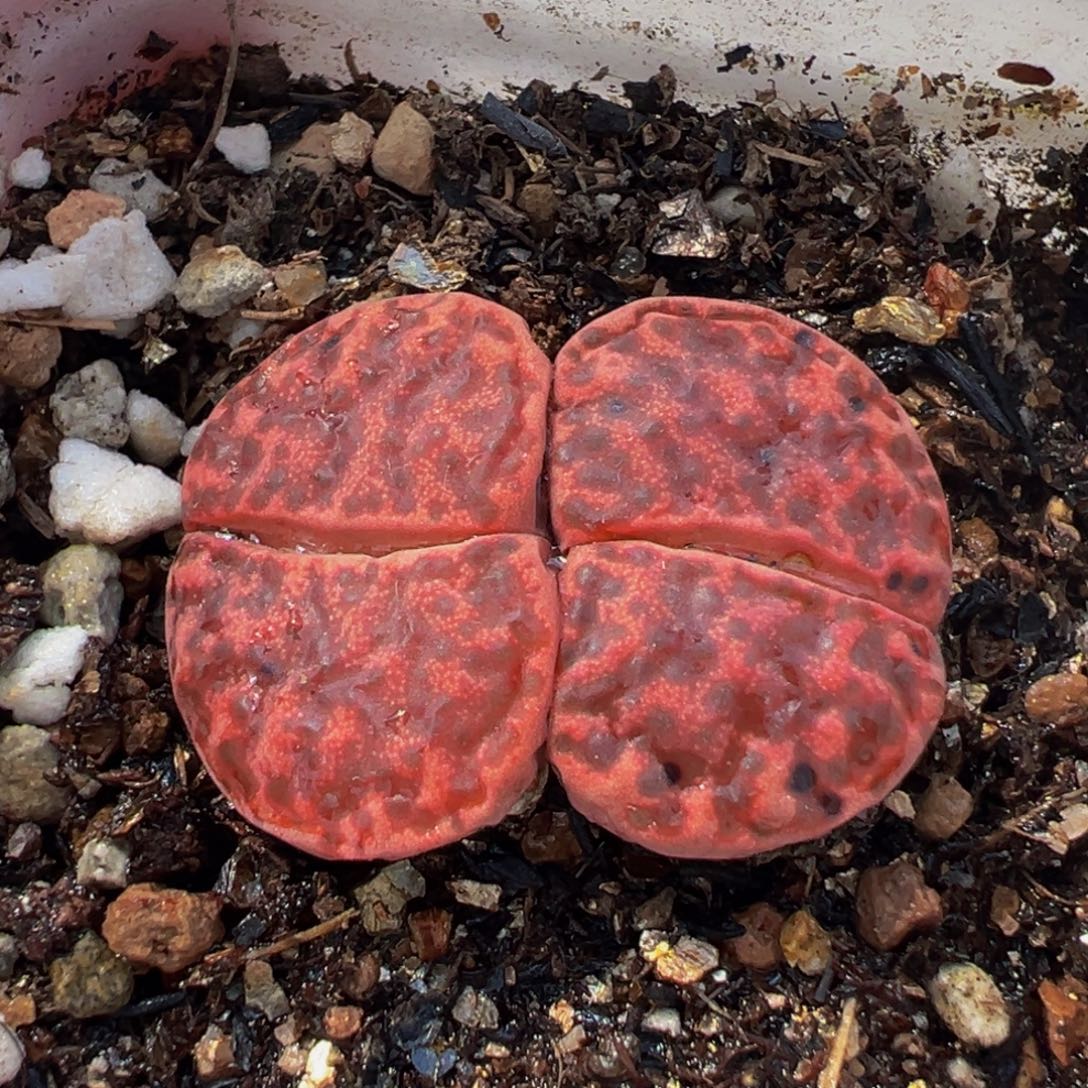 175多肉植物种类和