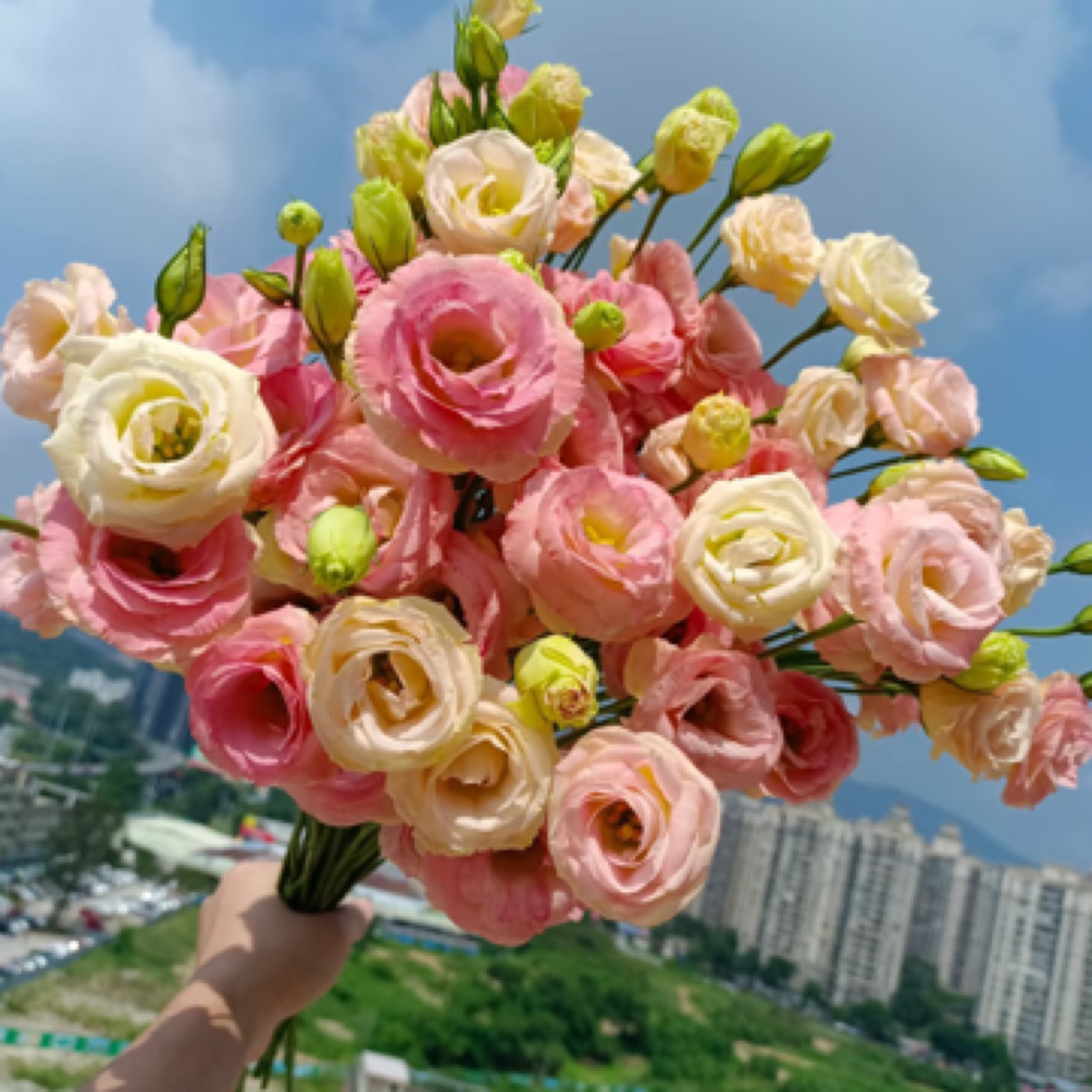 【只发新疆】3拼香槟洋桔梗 600 克