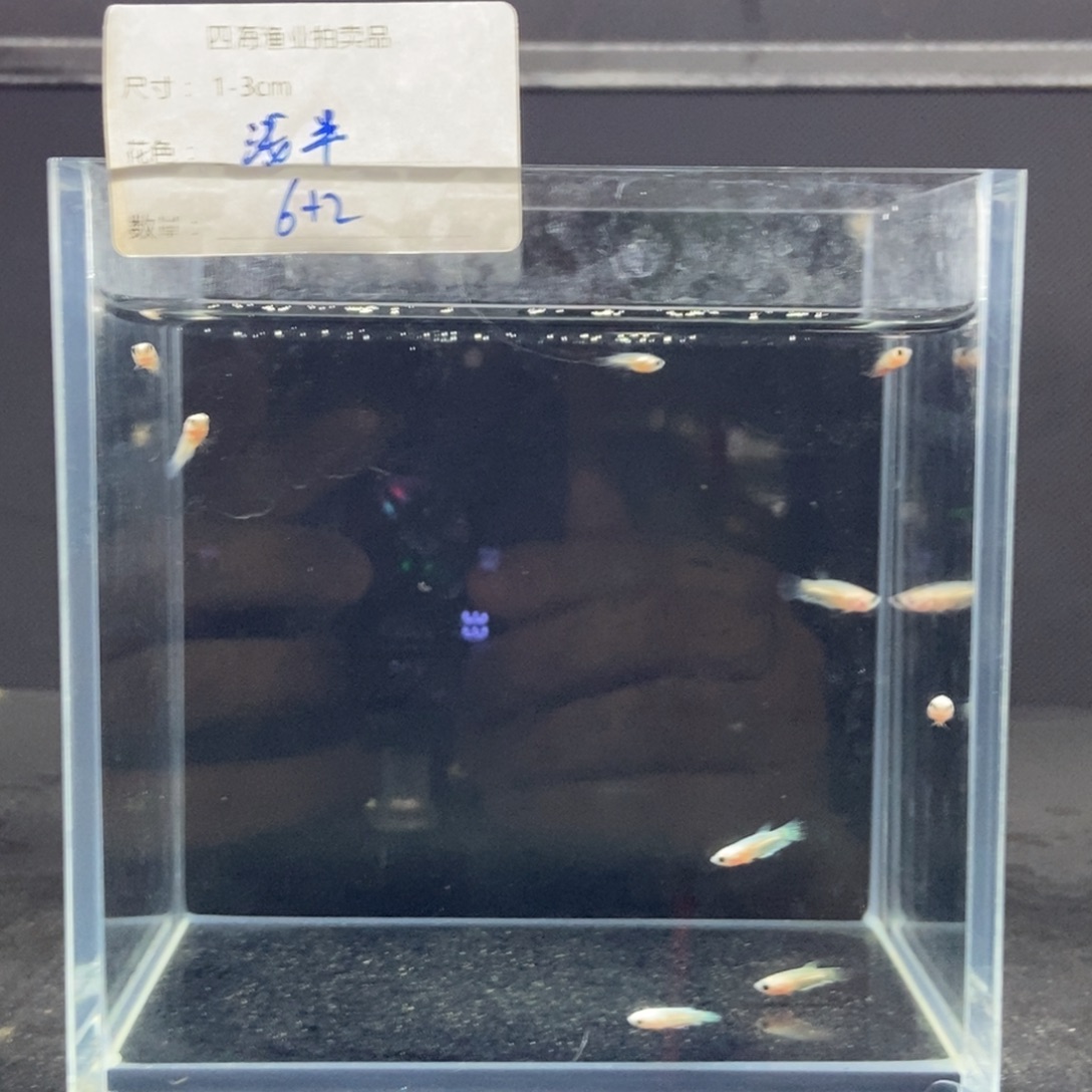 斗鱼包活不包损所见即所得090