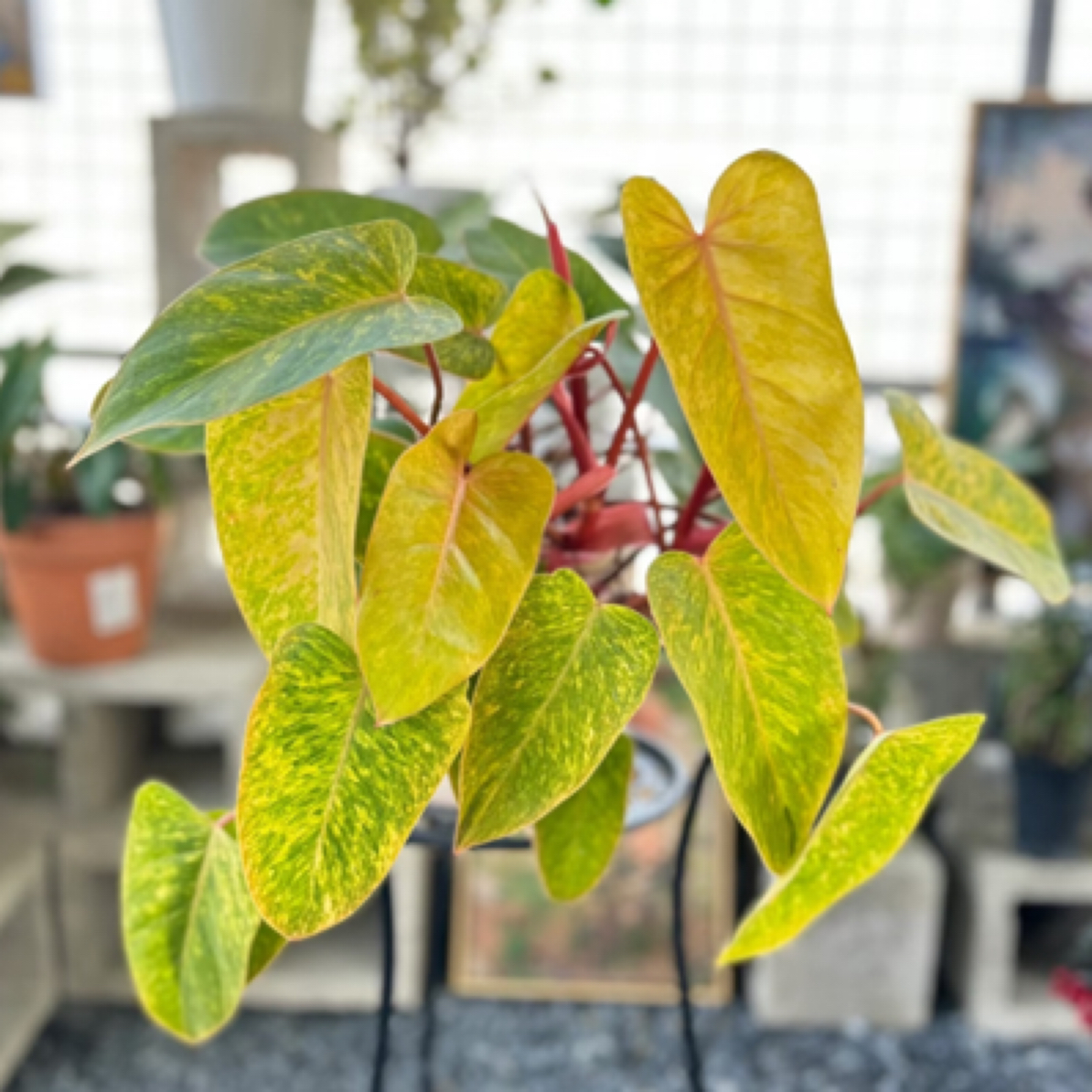 120#【油画女郎】粉脉超美！小众ins风超清新绿植盆栽精品入门款