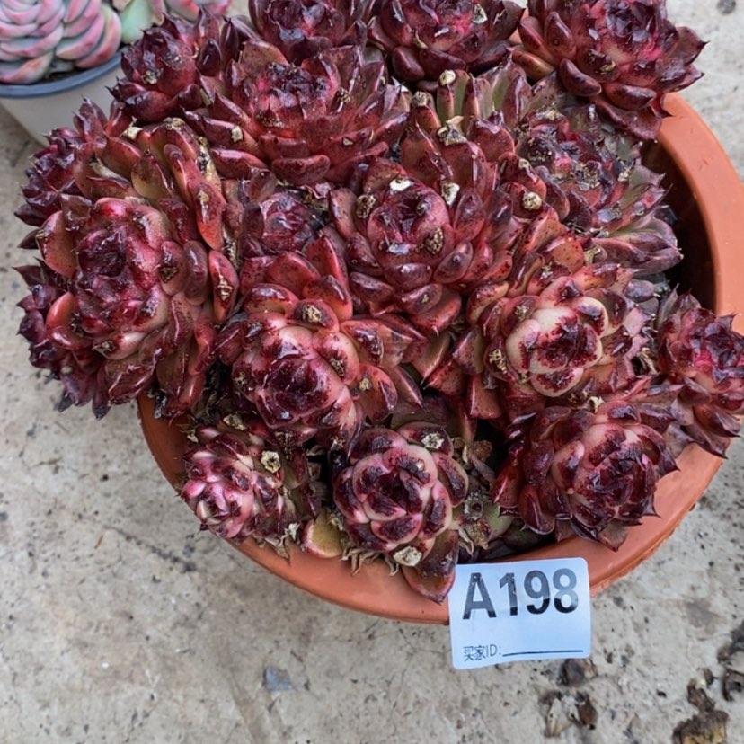 【闪购商品】秀****9多肉植物的