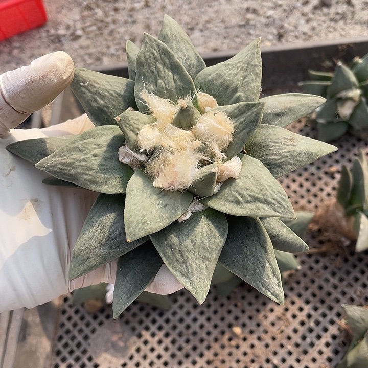 实生蓝白皮青瓷福利特价