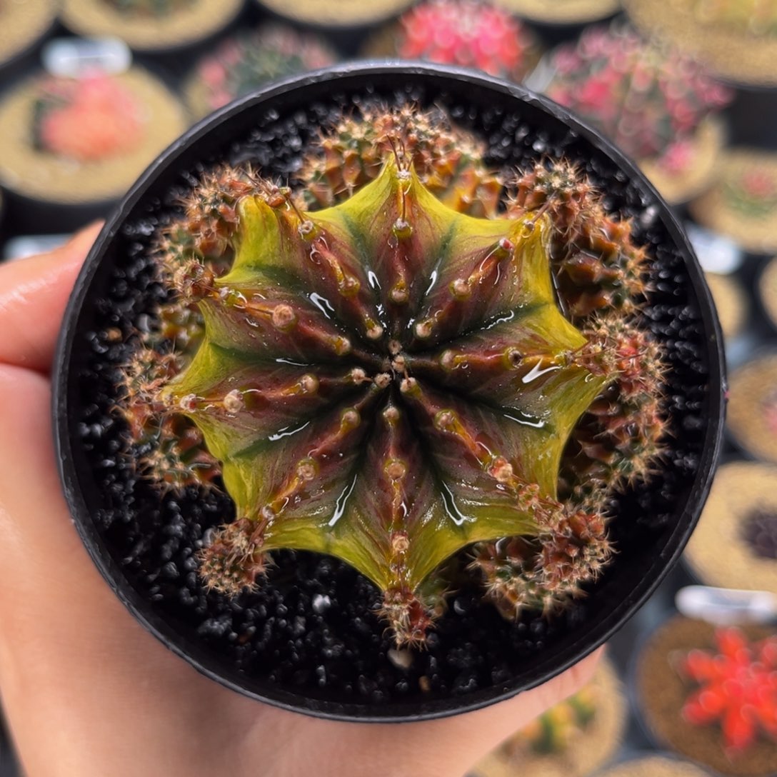 萨拉曼尼母本 米哈仙人球