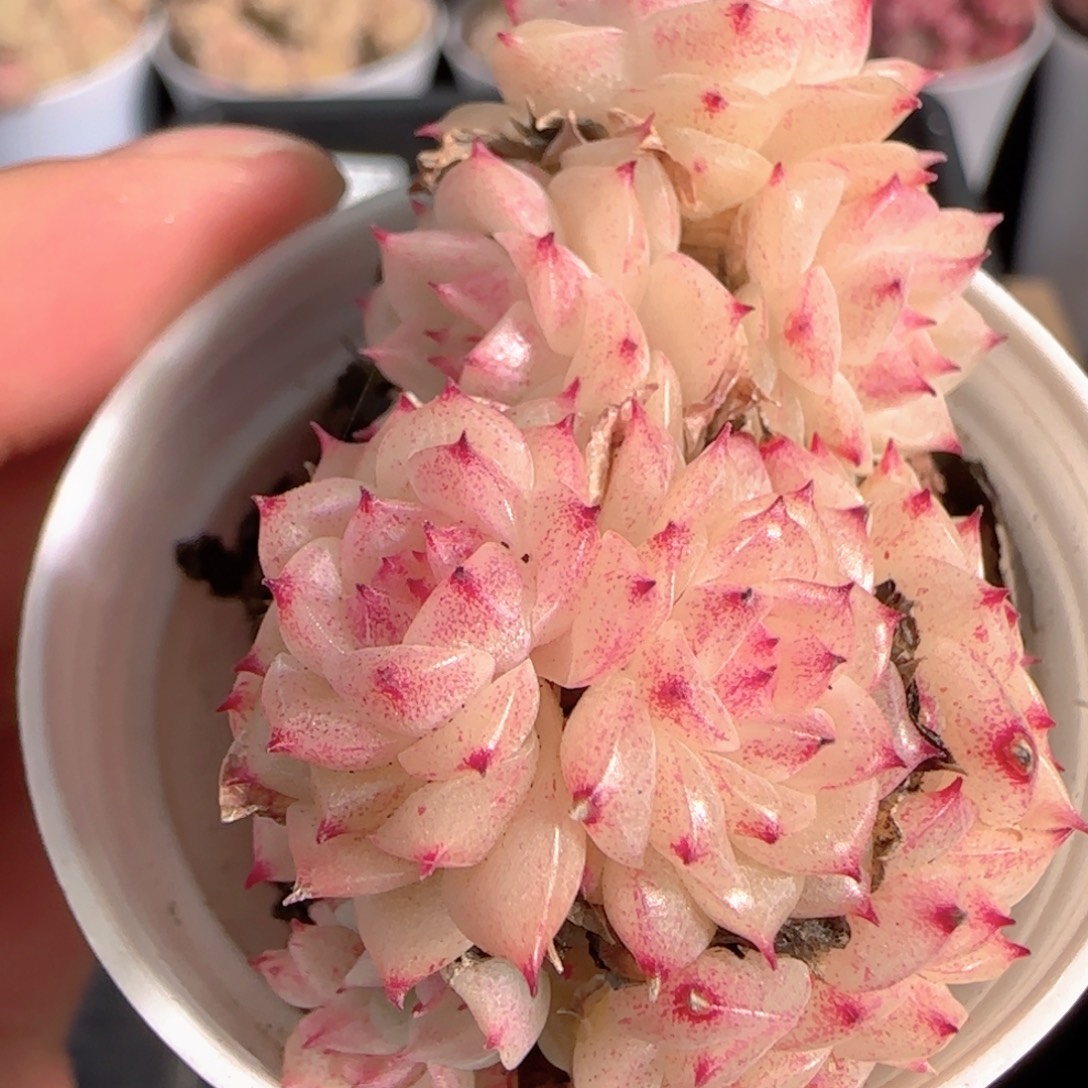 多肉1229-350麦秆群