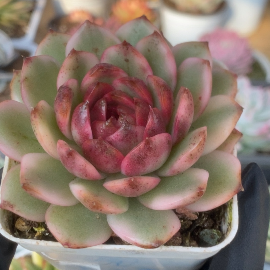 248黑水晶锦锦锦锦