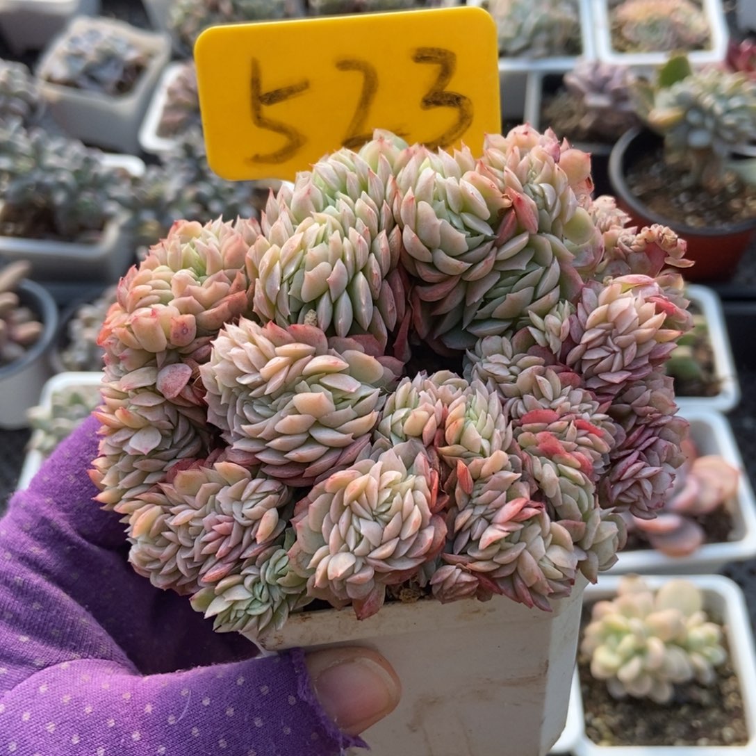 523贝瑞缀多肉植物多肉