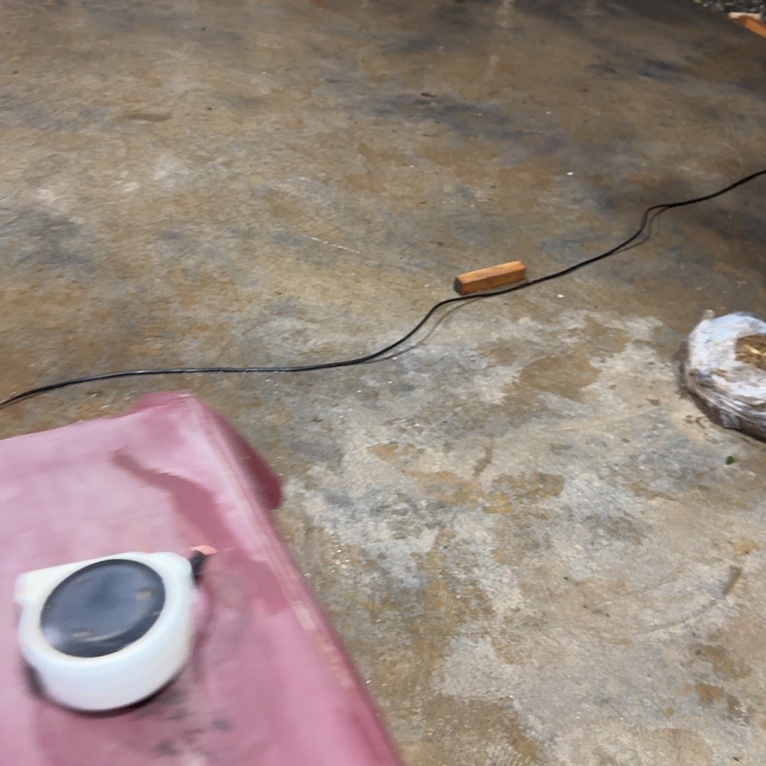 完全开放湖北恩施白皮瓜子黄杨