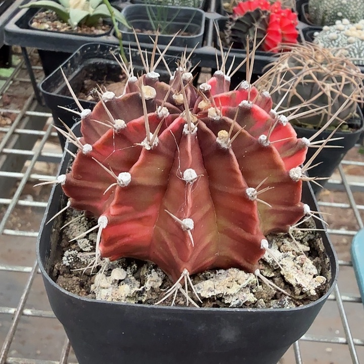 实生紫牡丹锦7仙人球