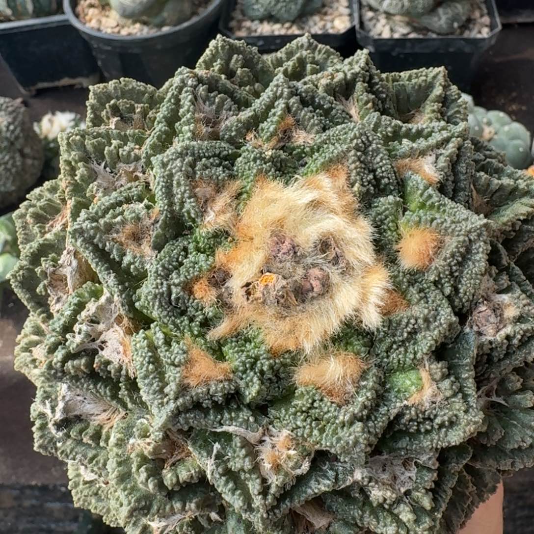 【闪购商品】老龟仙人球606.