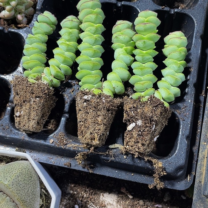 3颗一组小钱串3颗