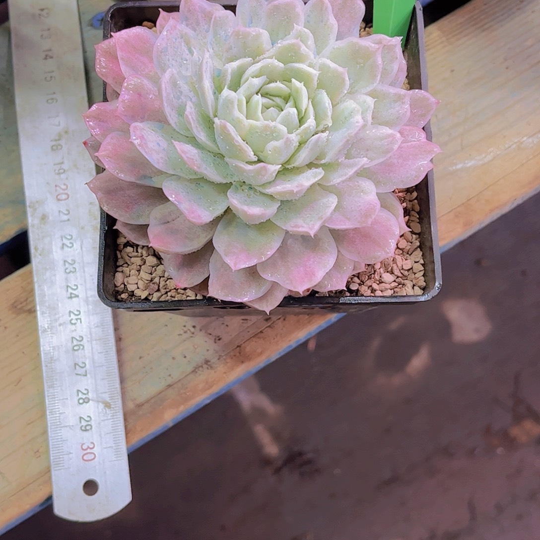 半***～绿蝴蝶Ａ712 号一颗一物一拍