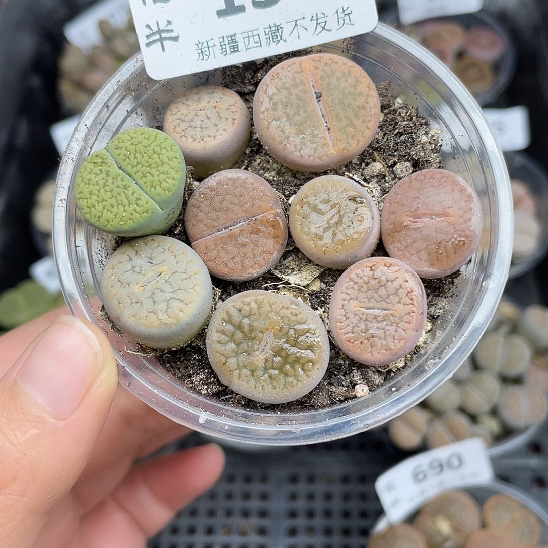 1360000000花花花花花花花