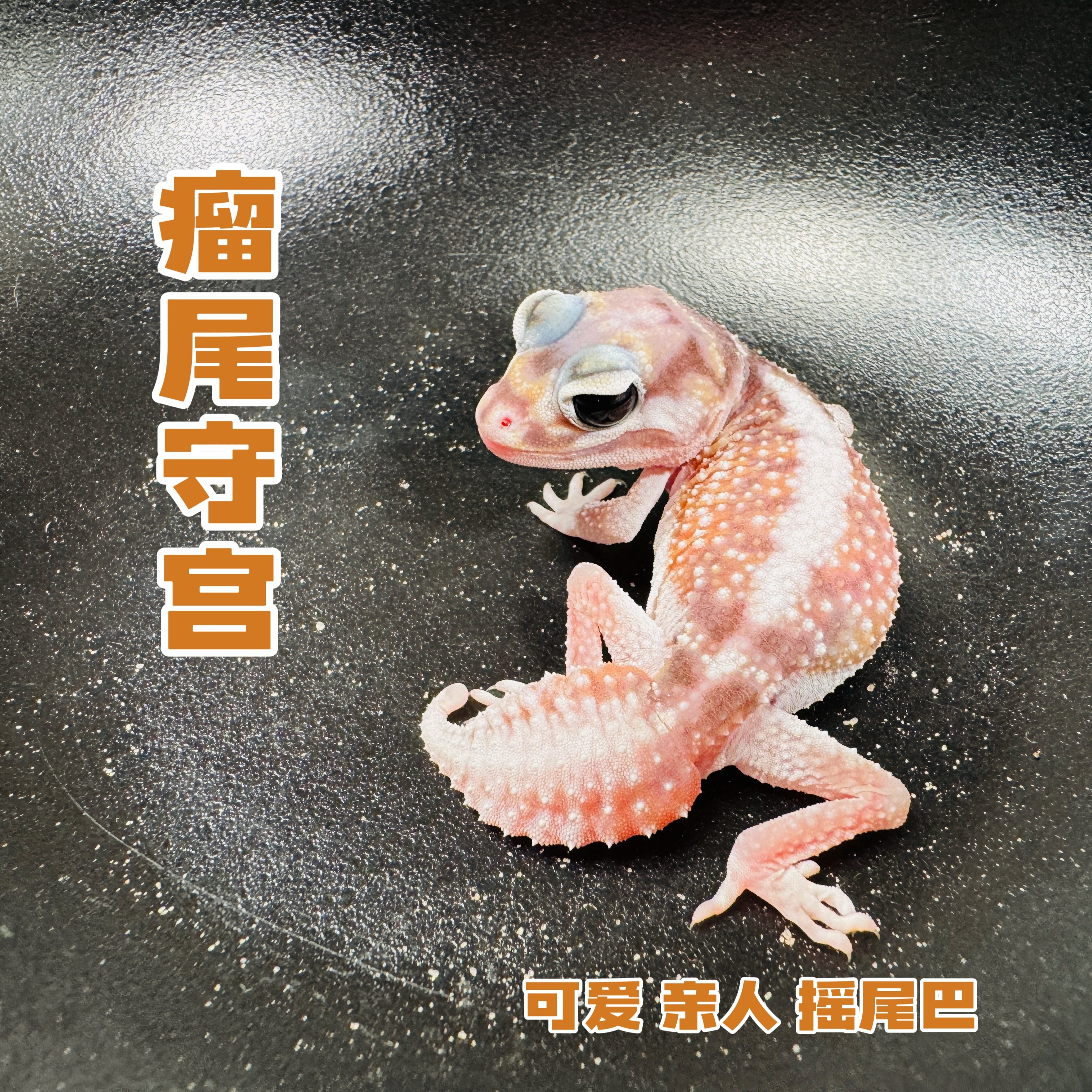 瘤尾守宫活体宠物温顺可爱适合新手家养桌面爬宠网红爬虫