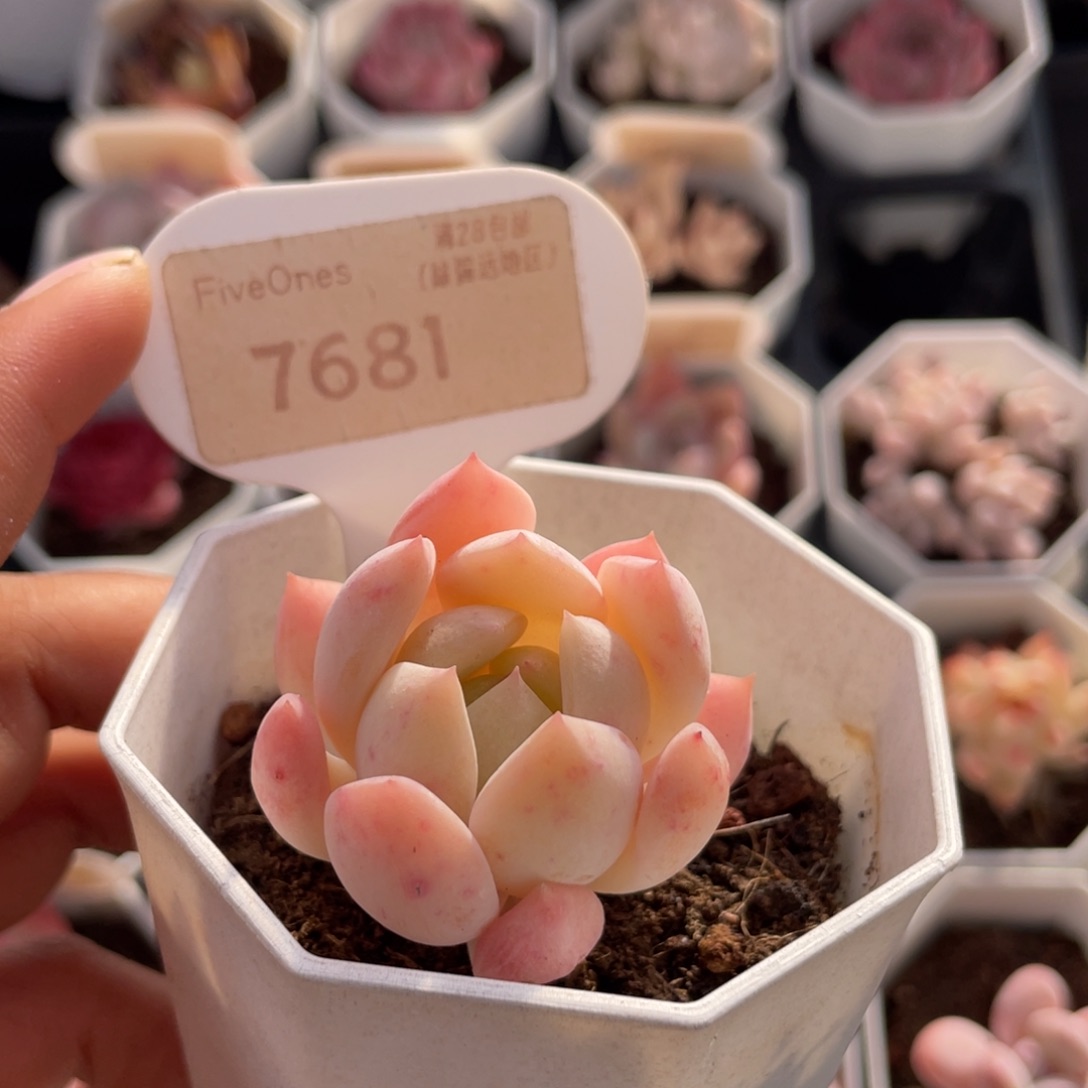 海盐薄荷7681-4.0厘米