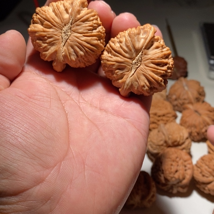 趙*生文玩核桃白狮子核桃
