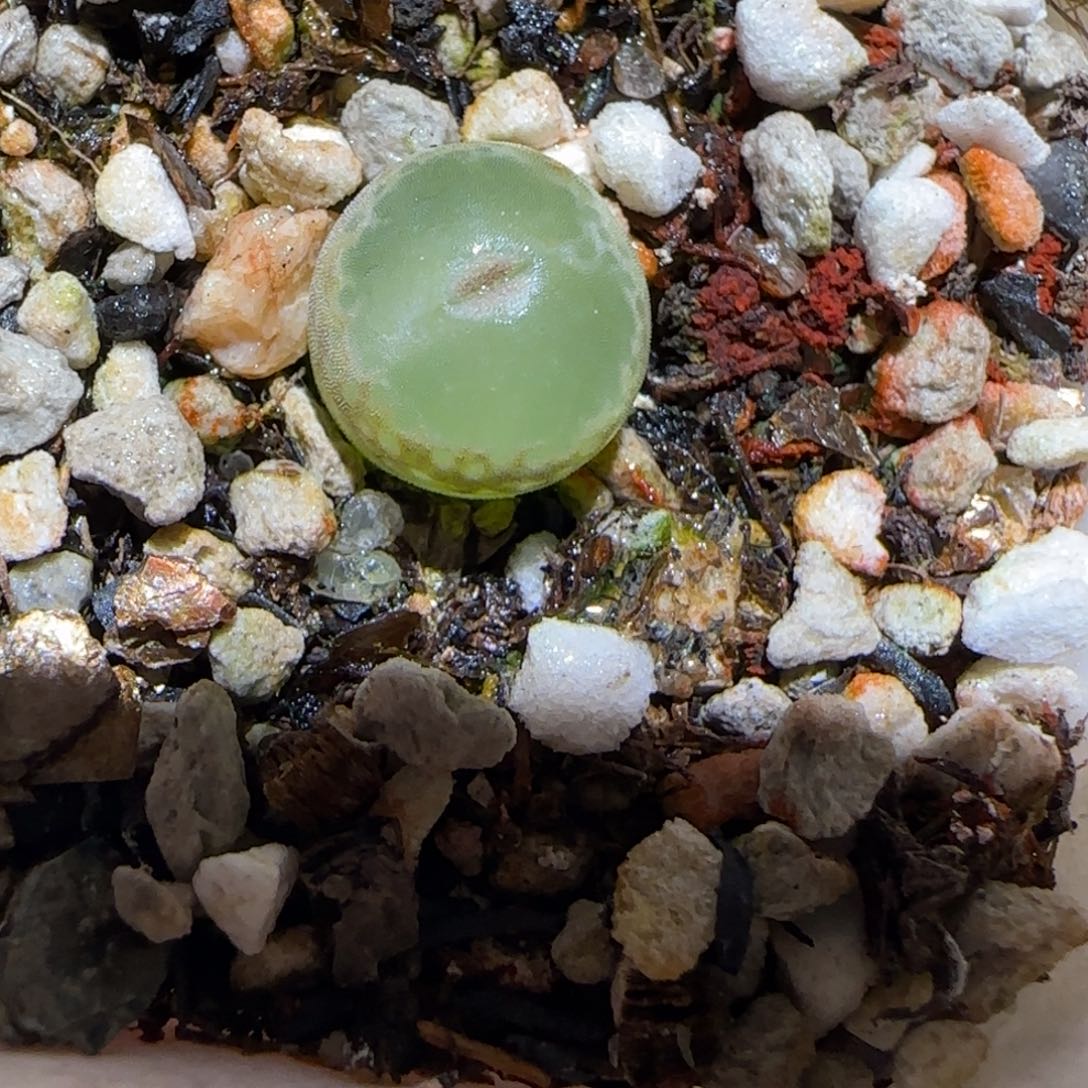 肉锥多肉植物百科-安格510