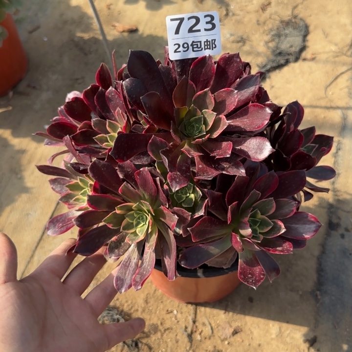 金丝缺……多肉植物……