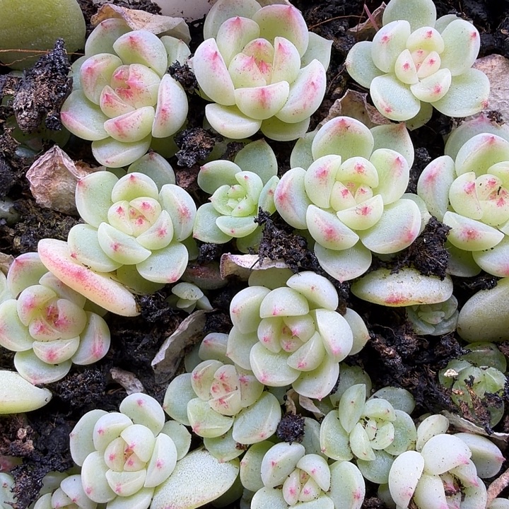 3665独家甜心随机单头一颗1.5cm