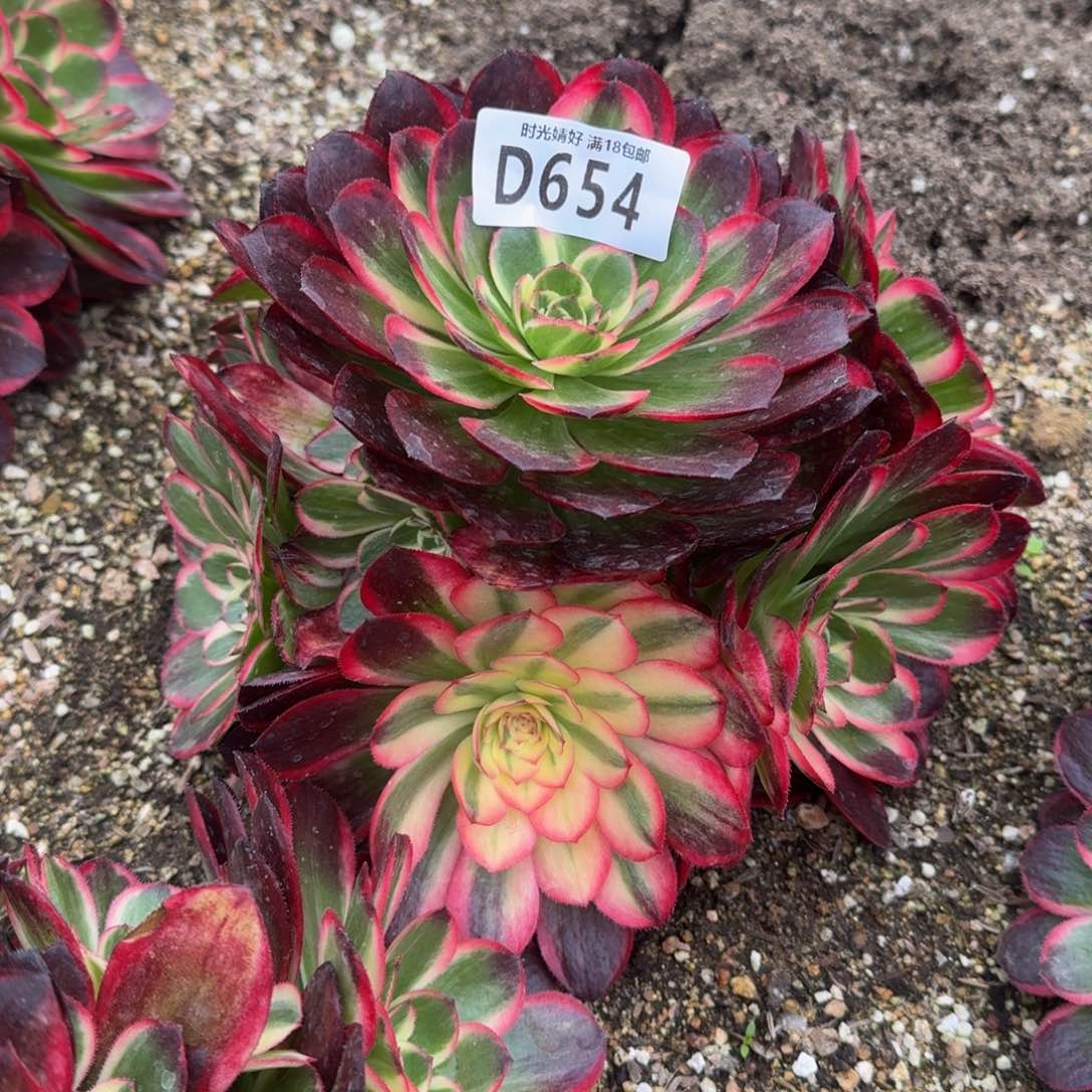 654海神多肉植物