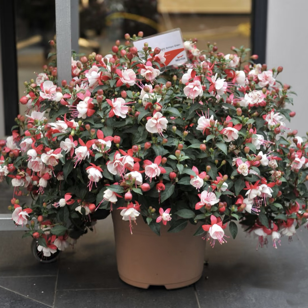 【白棉桃】红壳白芯重瓣灯笼花倒挂金钟庭院阳台易养护花期长花量大