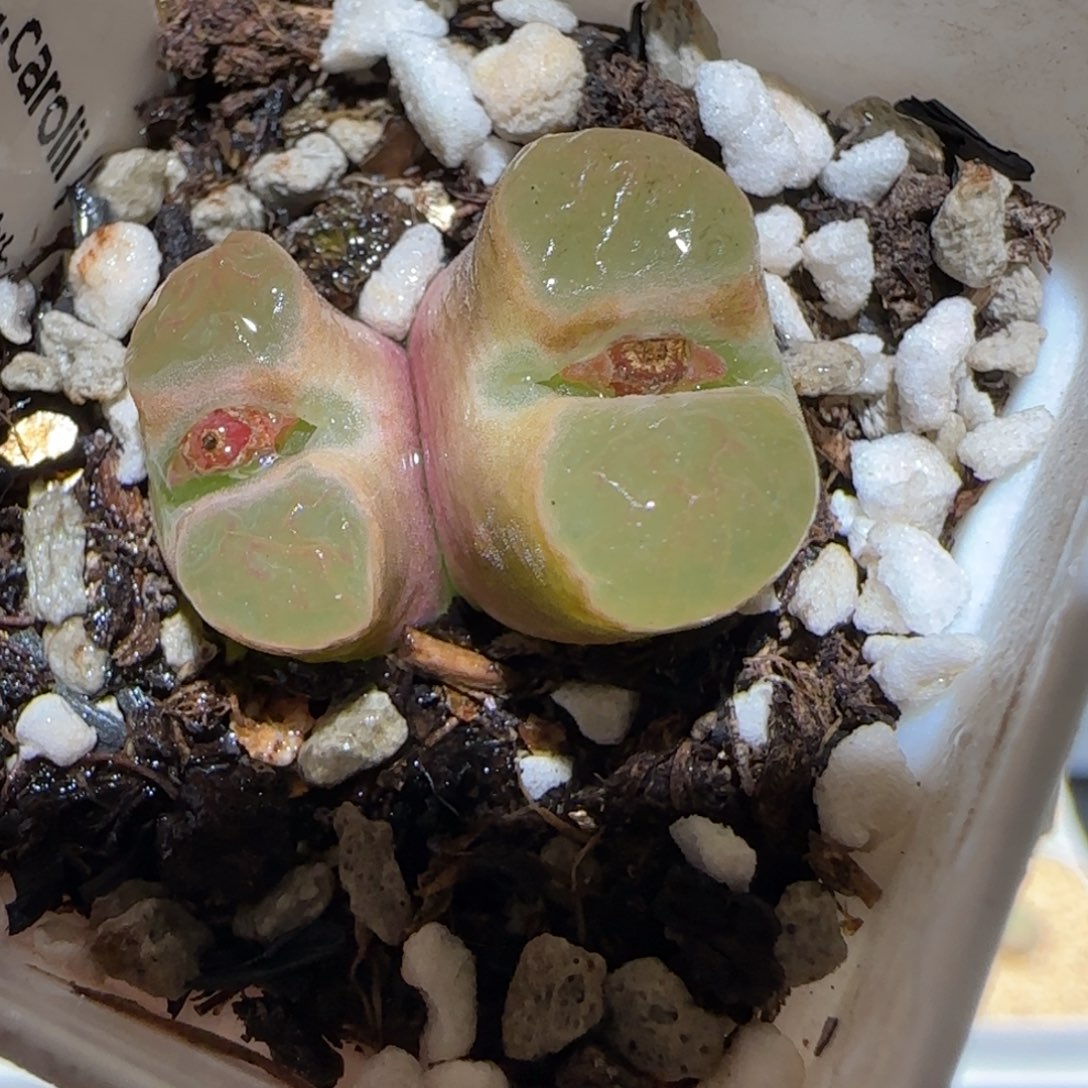 肉锥多肉植物百科-磁铁461