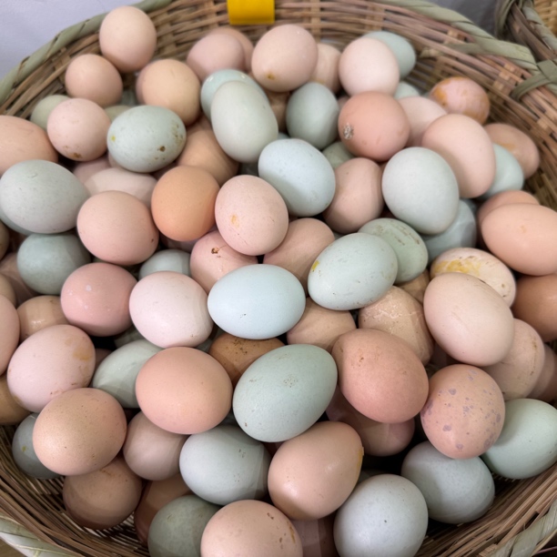 黄玉米初生蛋60枚，林间散养小鸡蛋蛋清浓稠蛋黄酥软小时候的味道