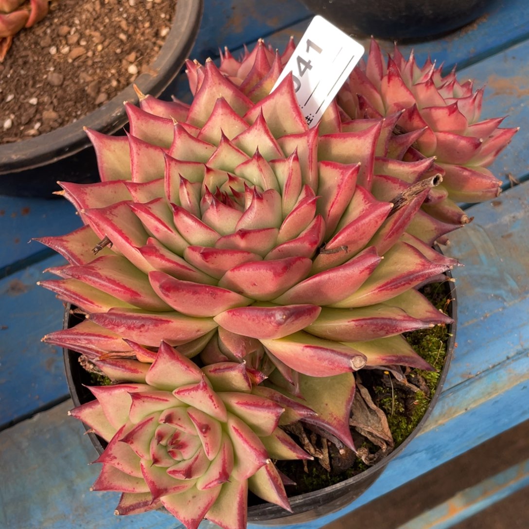 无花朵若如东云组拍E041