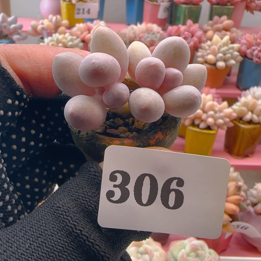 汤圆306 ，带盆土发货，满38包邮非偏远。