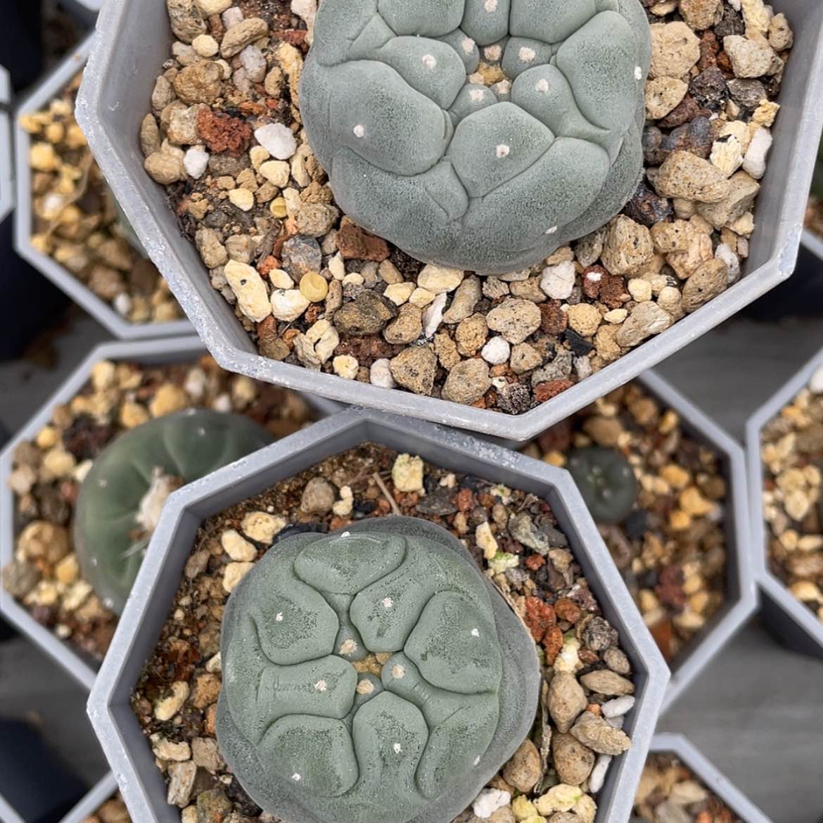 【闪购商品】?****奖实生海鲜