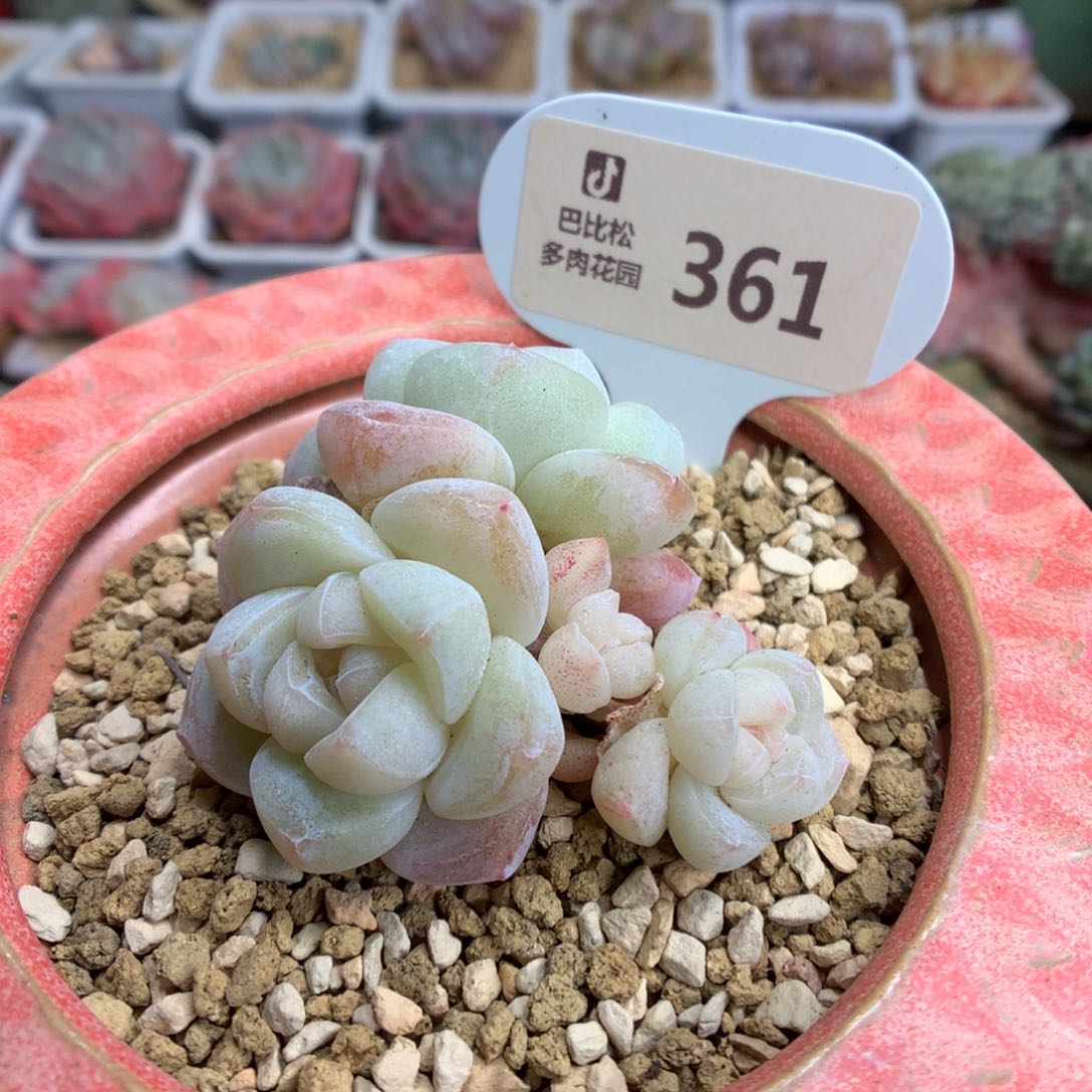 361 白底冰玉多肉