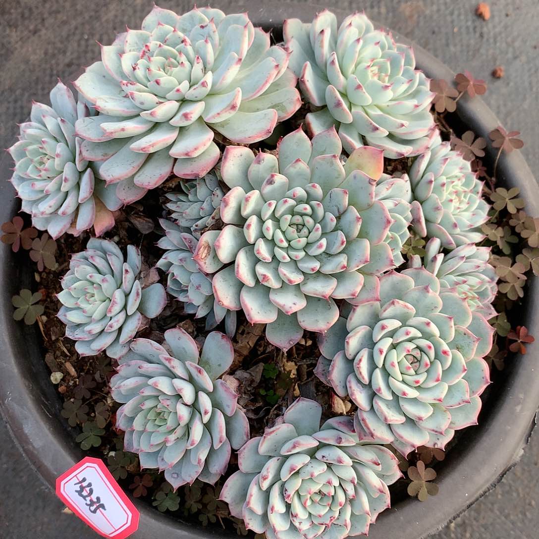 姬莲老桩多肉13235