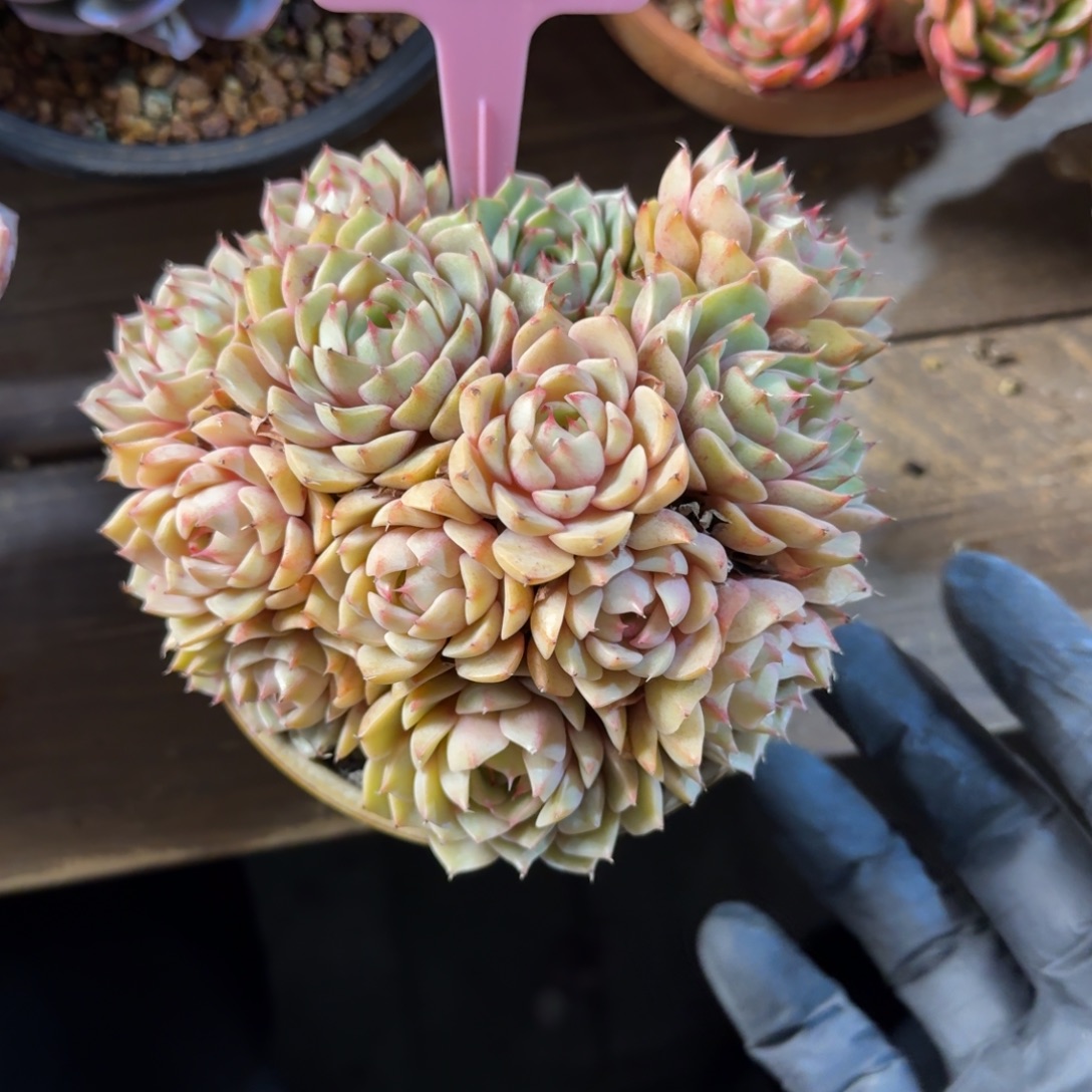 苯巴111111111111111111112