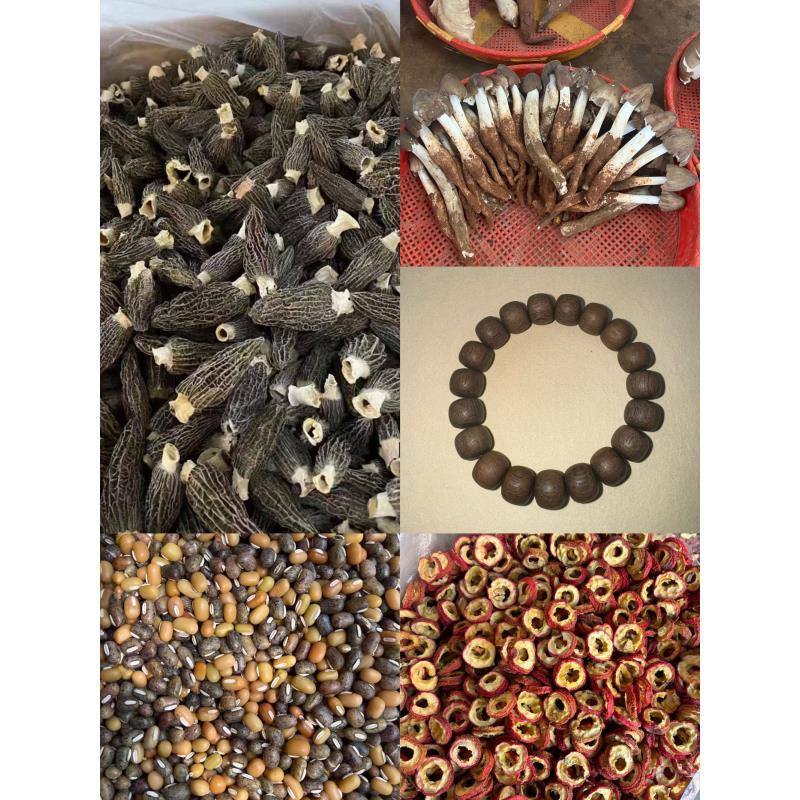 干货【小军专属土特126号PGZ1.2】多样性发货