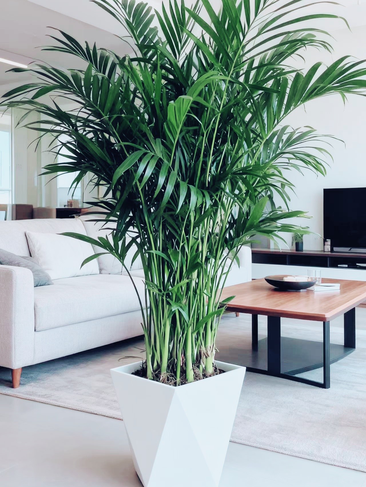 1.1米-1.3米富贵椰子散尾葵四季常青常绿室内好养净化空气去甲醛