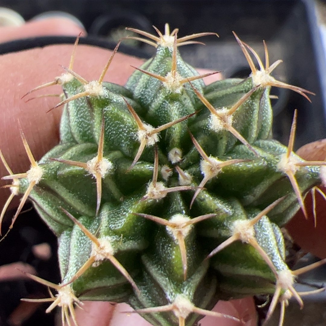 当前无花栽培后可以开花332