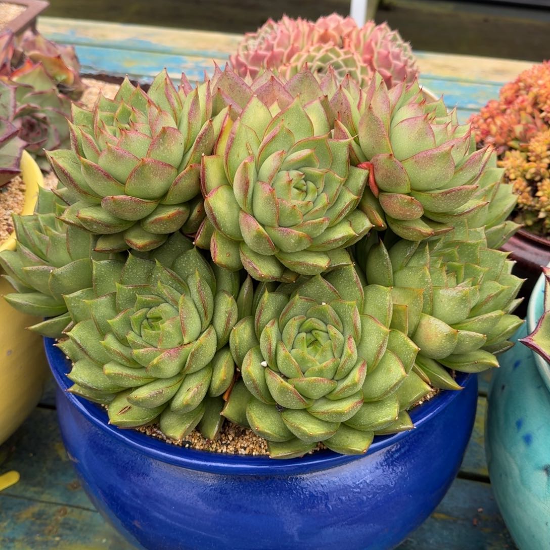 从前慢多肉精选编号1025.66666