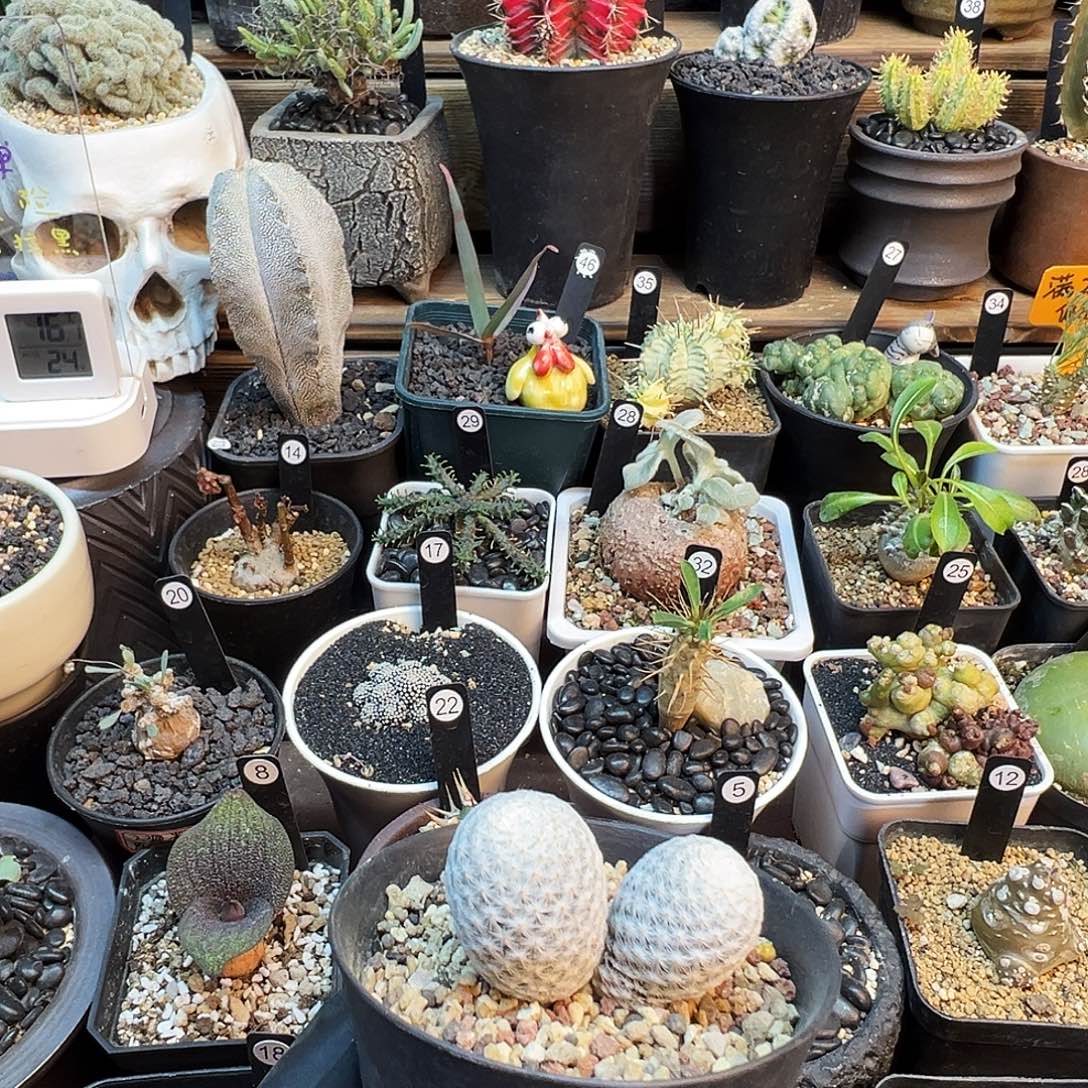 双头白鸟带盆发货