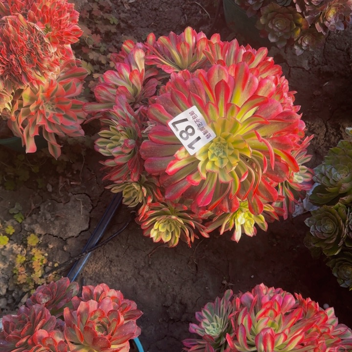 后羿花29-41包邮花花