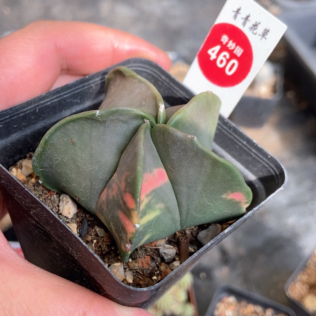 实生鸾凤玉锦一颗仙人球