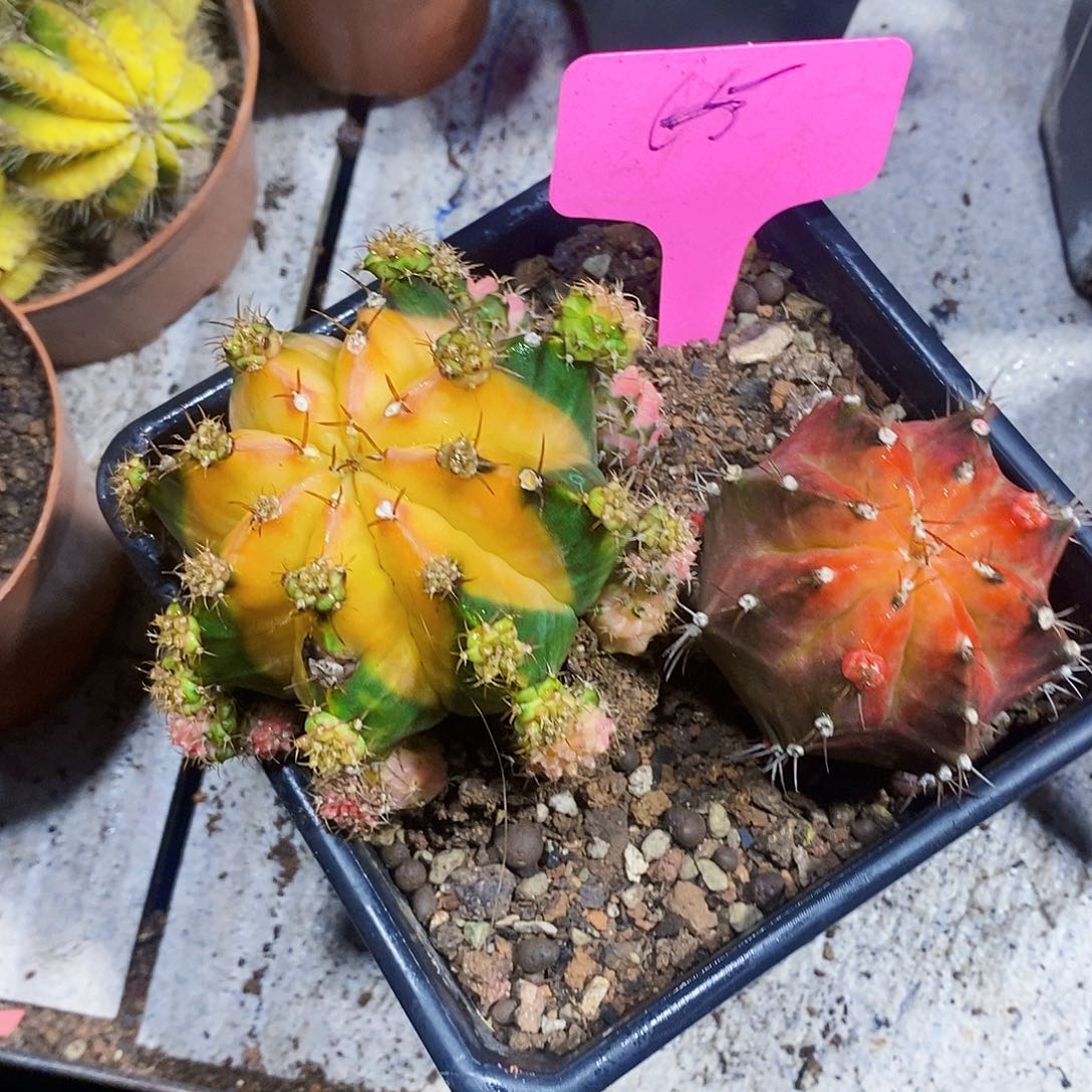 65号11111111111111个