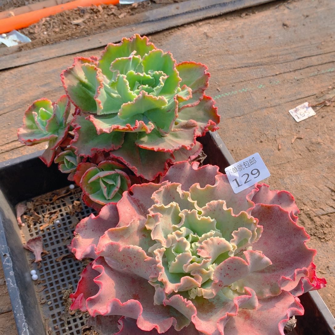 129法师组合老桩多肉