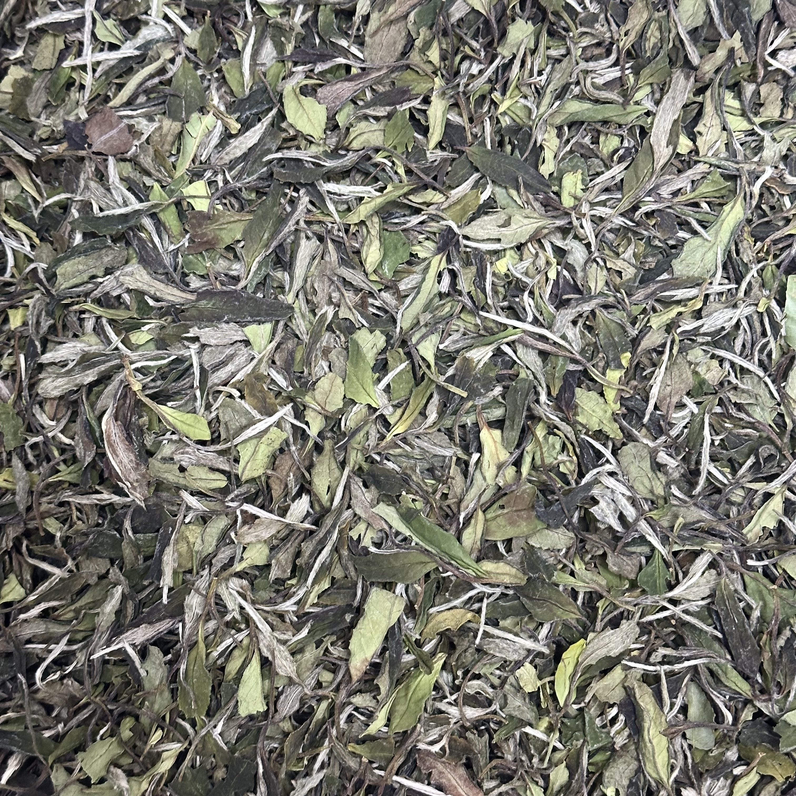 【熊厂长白茶】2021年荒野大白牡丹