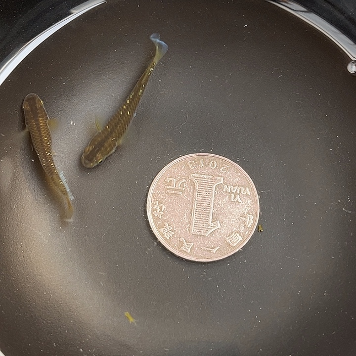 青鳉鱼奶酪2条6号