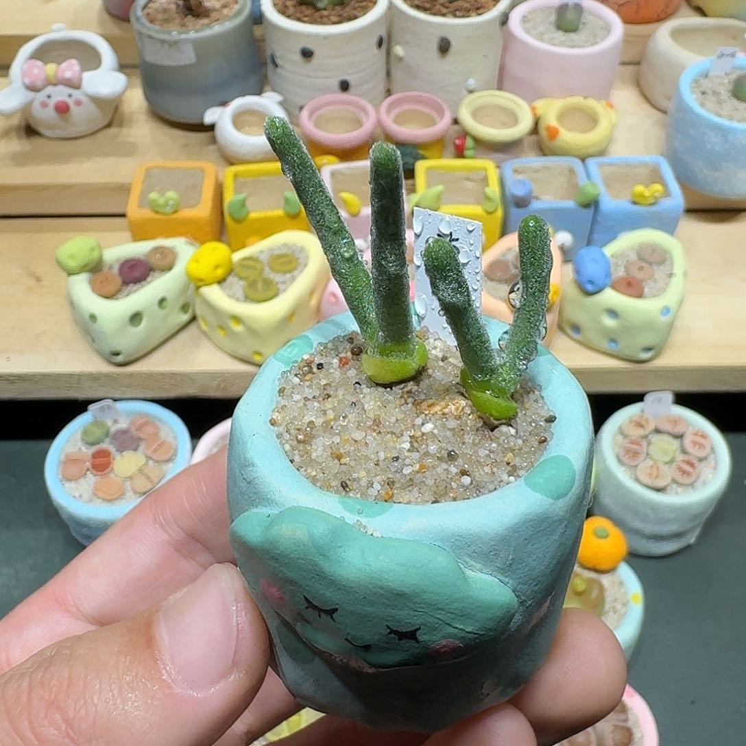 红陶蘑菇694兔耳朵