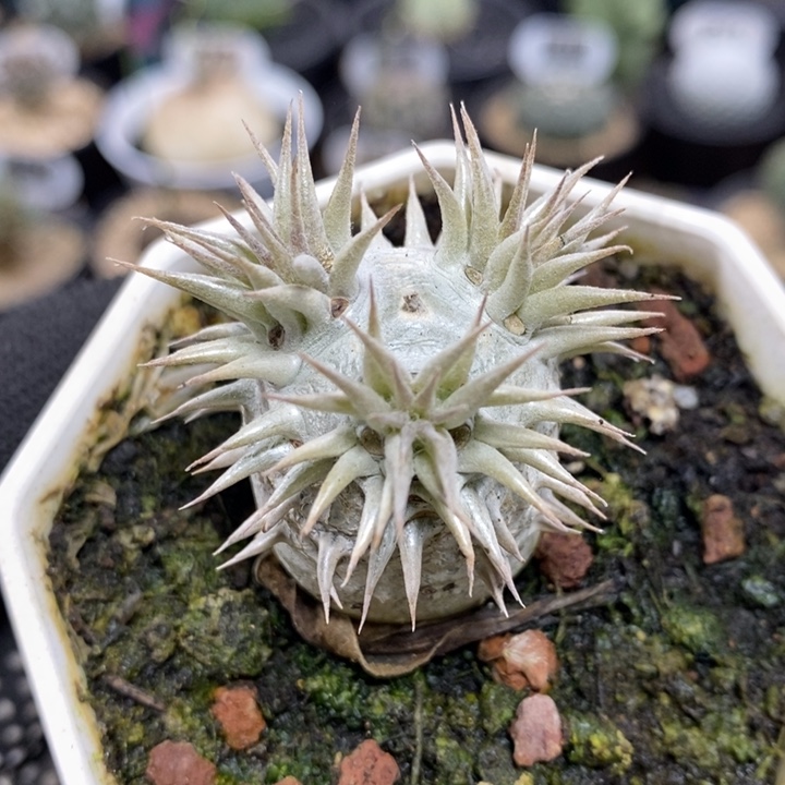 实生惠比大黑854号2.5cm