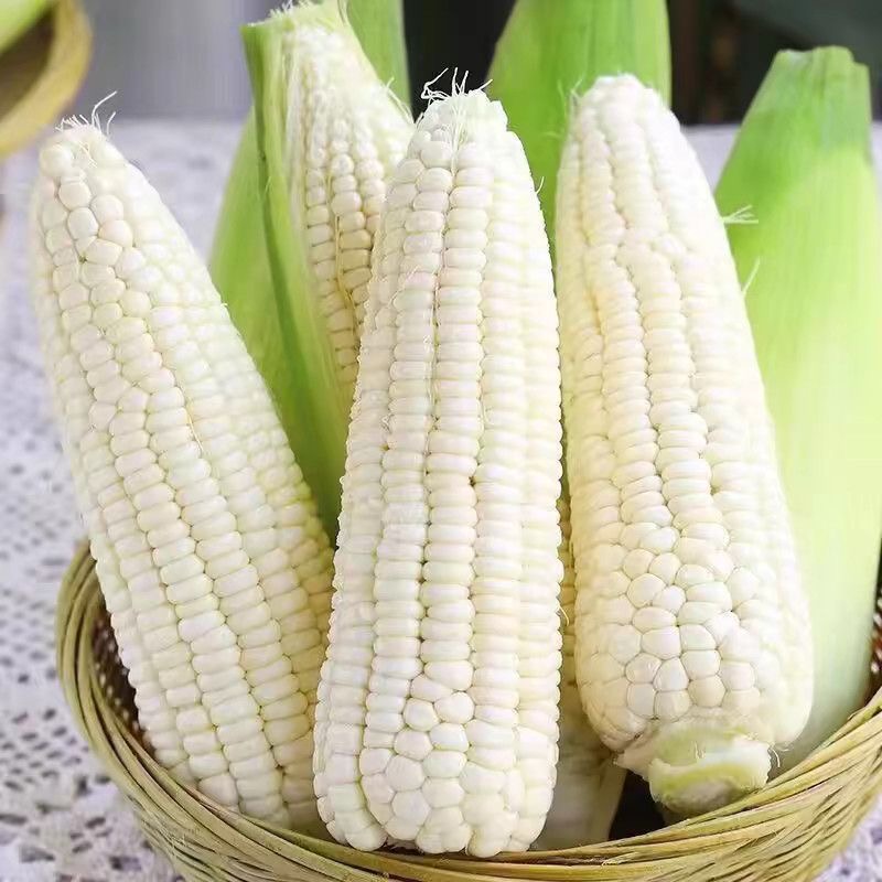 【861三分甜偏嫩】小时候的味道正宗白玉米新鲜当季蔬菜现摘带皮苞谷约5斤江苏省